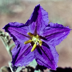 Solanum esuriale