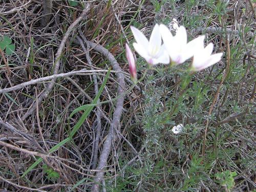 Geissorhiza inflexa