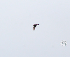 Buteo jamaicensis