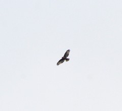 Buteo jamaicensis