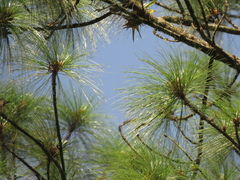 Pinus maximinoi