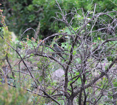 Spizella atrogularis