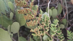 Cheilanthes hirta