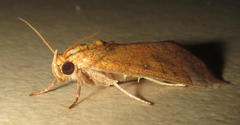 Anomis auragoides