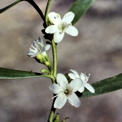 Myoporum platycarpum