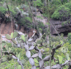 Pyrocephalus rubinus