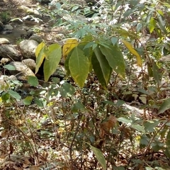 Brugmansia suaveolens