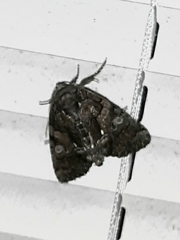 Chytonix sensilis