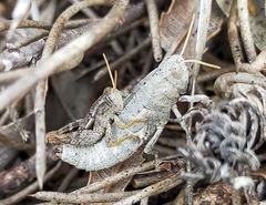 Cedarinia fuscotibialis