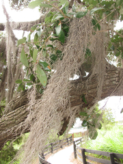 Tillandsia usneoides