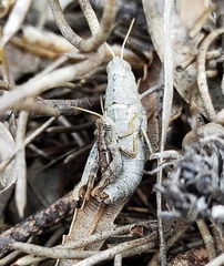 Cedarinia fuscotibialis