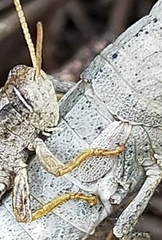 Cedarinia fuscotibialis