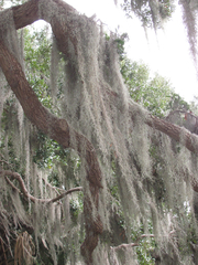 Tillandsia usneoides