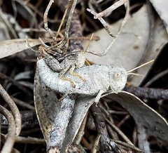 Cedarinia fuscotibialis