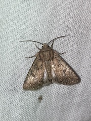 Hexorthodes nipana