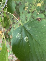 Phyllocnistis vitifoliella