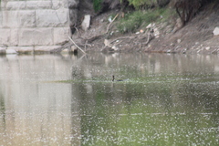 Nannopterum brasilianum