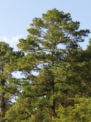 Pinus maximinoi