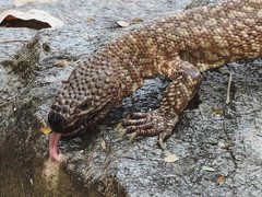Heloderma horridum