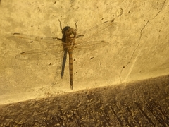 Rhionaeschna absoluta