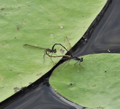 Austrocnemis maccullochi