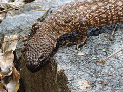 Heloderma horridum