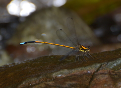 Eoargiolestes ochraceus