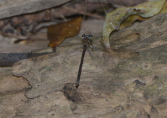 Eoargiolestes ochraceus