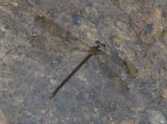 Eoargiolestes ochraceus