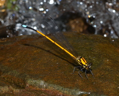 Eoargiolestes ochraceus