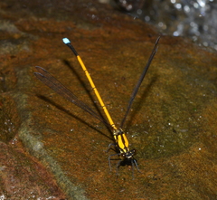 Eoargiolestes ochraceus