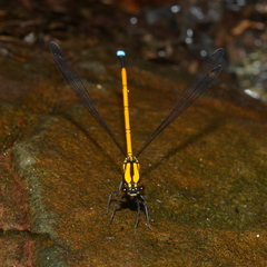 Eoargiolestes ochraceus