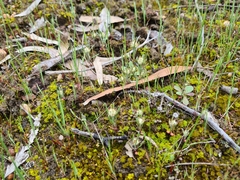 Blennospora drummondii