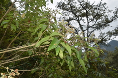Lippia myriocephala
