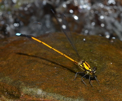 Eoargiolestes ochraceus