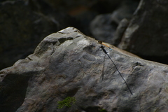 Eoargiolestes ochraceus