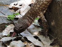 Heloderma horridum