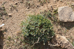 Oxytropis tragacanthoides