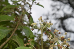 Lippia myriocephala