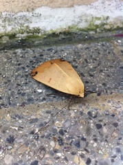 Ophiusa disjungens