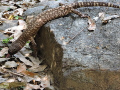 Heloderma horridum