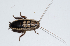 Drymaplaneta heydeniana