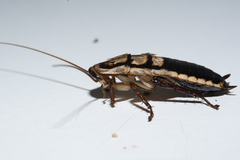Drymaplaneta heydeniana