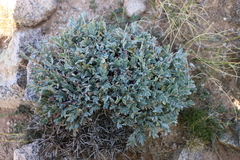 Oxytropis tragacanthoides