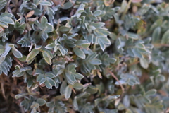 Oxytropis tragacanthoides