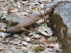 Heloderma horridum
