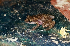 Eleutherodactylus pallidus