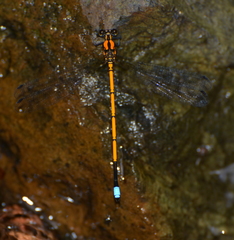 Eoargiolestes ochraceus
