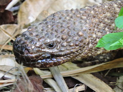 Heloderma horridum