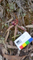 Caladenia reticulata